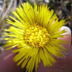 file:///media/Moby%20DisK/1%20Paulette%20FLORE%20ELECTRIQUE/Paulette%20VIGNETTE%20MINI/ASTERACEE250/Tussilago%20farfara%20(Tussilage)%2004-06%20fleur2.JPG