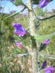 file:///media/Moby%20DisK/1%20Paulette%20FLORE%20ELECTRIQUE/Paulette%20VIGNETTE%20MINI/BORAGINACEE250/Echium%20vulgare%20(vip%C3%A9rine)%2005-06%20fleur2.JPG