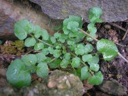file:///media/Moby%20DisK/1%20Paulette%20FLORE%20ELECTRIQUE/Paulette%20VIGNETTE%20MINI/CRUCIFERE250/Cardamine%20pratensis%20(Cardamine%20des%20pr%C3%A9s)%2003-08rosette%20.JPG