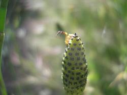 file:///home/gadget/actPAULETTE/PauletteVIGNETT250/EQUISETUM250/Equisetum%20sp%20(Pr%C3%AAle)%2005-06pointe%20fructif%C3%A8re%20d%C3%A9tail.JPG