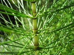 file:///home/gadget/actPAULETTE/PauletteVIGNETT250/EQUISETUM250/Equisetum%20sp%20(Pr%C3%AAle)%2005-06tige%20d%C3%A9tail.JPG