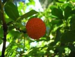 file:///media/Moby%20DisK/1%20Paulette%20FLORE%20ELECTRIQUE/Paulette%20VIGNETTE%20MINI/ERICACEE250/Arbutus%20unedo%20(Arbousier)%2009-07%20fruit.JPG