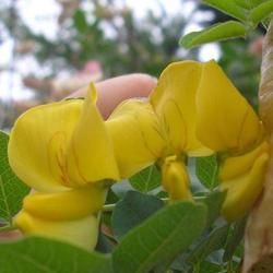 file:///home/gadget/actPAULETTE/PauletteVIGNETT250/FABACEE250/Colutea%20arborescent%20(Baguenaudier)%2007-07%20FLEUR10.JPG