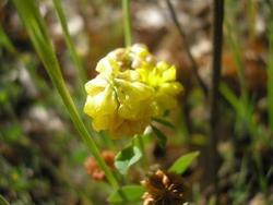 file:///home/gadget/actPAULETTE/PauletteVIGNETT250/FABACEE250/Trifolium%20campestre%20(tr%C3%A8fle%20des%20champs%2005-06%20fleur4%20.JPG