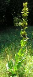 file:///home/gadget/actPAULETTE/PauletteVIGNETT250/GENTIANACEE250/Gentiana.lutea.Gentianejaune%2007-06p3.JPG