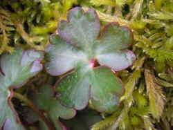 file:///media/Moby%20DisK/1%20Paulette%20FLORE%20ELECTRIQUE/Paulette%20VIGNETTE%20MINI/GERANIACEE250/Geranium%20rodundifolium%20(G%C3%A9ranium%20%C3%A0%20feuilles%20rondes)%2004-08feuille1.jpg