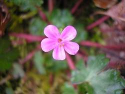 file:///media/Moby%20DisK/1%20Paulette%20FLORE%20ELECTRIQUE/Paulette%20VIGNETTE%20MINI/GERANIACEE250/Geranium%20rodundifolium%20(G%C3%A9ranium%20%C3%A0%20feuilles%20rondes)%2004-08fleur.jpg
