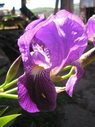 file:///media/Moby%20DisK/1%20Paulette%20FLORE%20ELECTRIQUE/Paulette%20VIGNETTE%20MINI/IRIDACEE250/Iris%20germanica%2004-08%20fleur4.jpg