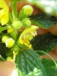 file:///home/gadget/actPAULETTE/PauletteVIGNETT250/LAMIACEE250/Lamium%20galeobdolon%20(Ortie%20jaune)%2004-07%20fleur6.JPG