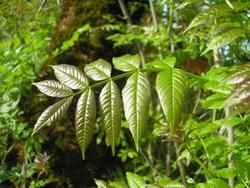file:///home/gadget/actPAULETTE/PauletteVIGNETT250/OLEACEE250/Fraxinus.excelsior.Fr%C3%AAne%2005.08flle1.JPG