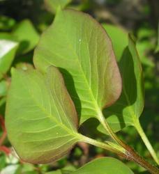 file:///home/gadget/actPAULETTE/PauletteVIGNETT250/OLEACEE250/Syringua.vulgaris.Lilas%2004.08flle3.jpg