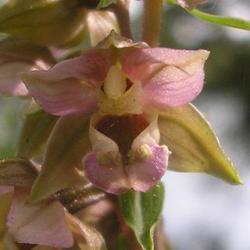 file:///media/Moby%20DisK/1%20Paulette%20FLORE%20ELECTRIQUE/Paulette%20VIGNETTE%20MINI/ORCHIDACEE250/Epipactis%20helleborine%2008-07%20FLEUR10.JPG