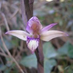 file:///media/Moby%20DisK/1%20Paulette%20FLORE%20ELECTRIQUE/Paulette%20VIGNETTE%20MINI/ORCHIDACEE250/Limodorum%20abortivum%2005-06%20fleur.JPG