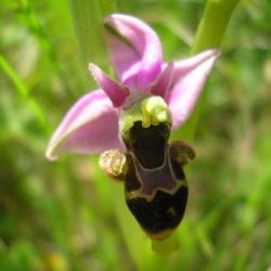 file:///media/Moby%20DisK/1%20Paulette%20FLORE%20ELECTRIQUE/Paulette%20VIGNETTE%20MINI/ORCHIDACEE250/Ophrys%20scolopax%20(Ophrys%20b%C3%A9casse)%2005-08%20fleur1.jpg