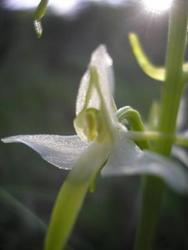 file:///media/Moby%20DisK/1%20Paulette%20FLORE%20ELECTRIQUE/Paulette%20VIGNETTE%20MINI/ORCHIDACEE250/Plantathera%20bifolia%2005-08%20fleur6.jpg