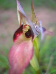 file:///media/Moby%20DisK/1%20Paulette%20FLORE%20ELECTRIQUE/Paulette%20VIGNETTE%20MINI/ORCHIDACEE250/Serapias%20lingua%2005-08%20%20fleur2langue.jpg