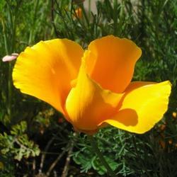 file:///home/gadget/actPAULETTE/PauletteVIGNETT250/PAPAVERACEE250/Escholzia%20californica%20(Pavot%20de%20californie)%2005-07%20fleur11%20(copie).JPG