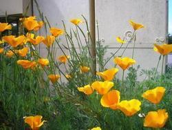 file:///media/Moby%20DisK/1%20Paulette%20FLORE%20ELECTRIQUE/Paulette%20VIGNETTE%20MINI/PAPAVERACEE250/Eschscholzia%20californica%20(Pavot%20de%20californie)%205120027.JPG