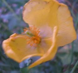 file:///media/Moby%20DisK/1%20Paulette%20FLORE%20ELECTRIQUE/Paulette%20VIGNETTES%20PAR%20FAMILLE/PAPAVERACEE/Glaucium%20flavum%20(Pavot%20cornu)%20%20TL%201010103.JPG