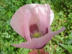 file:///media/Moby%20DisK/1%20Paulette%20FLORE%20ELECTRIQUE/Paulette%20VIGNETTE%20MINI/PAPAVERACEE250/Papaver%20somniferum%20(Pavot%20somnif%C3%A8re)%2006-06%206160008.JPG