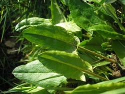 file:///media/Moby%20DisK/1%20Paulette%20FLORE%20ELECTRIQUE/Paulette%20VIGNETTE%20MINI/POLYGONACEE250/Rumex%20acetosa%20(Oseille%20commune)%2003-08%20feuille2.JPG