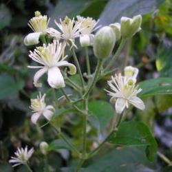 file:///home/gadget/actPAULETTE/PauletteVIGNETT250/RENONCULACEE250/Clematis.vitalba.Clematite.vigneblanche%2009.07fl22.JPG
