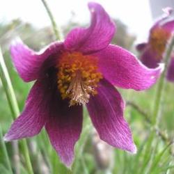 file:///home/gadget/actPAULETTE/PauletteVIGNETT250/RENONCULACEE250/Pulsatilla.Pulsatille.d.Aubrac%2005.08.fl22.jpg