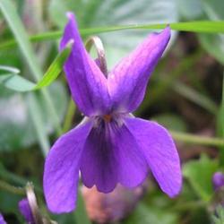 file:///home/gadget/actPAULETTE/PauletteVIGNETT250/VIOLACEE250/Viola%20odorats%20(Violette%20odorante)%2004-08%20fleur2.jpg