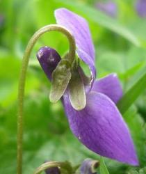 file:///home/gadget/actPAULETTE/PauletteVIGNETT250/VIOLACEE250/Viola%20odorats%20(Violette%20odorante)%2004-08%20fleur33.jpg