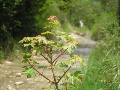 file:///home/gadget/actPAULETTE/PauletteVIGNETT400/ACERACEE/Acer%20campestre(Erable%20champ%C3%AAtre)%2005-06%20jeune%20pied.JPG