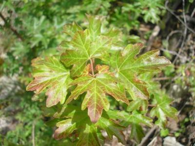 file:///home/gadget/actPAULETTE/PauletteVIGNETT400/ACERACEE/Acer%20campestre(Erable%20champ%C3%AAtre)%2005-06jeune%20pied.JPG