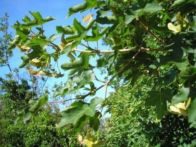 file:///home/gadget/actPAULETTE/PauletteVIGNETT400/ACERACEE/Acer%20campestre(Erable%20champ%C3%AAtre)%2005-07%20feuillage.JPG