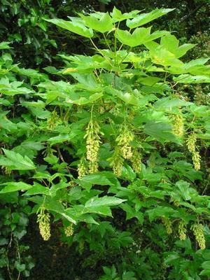 file:///home/gadget/actPAULETTE/PauletteVIGNETT400/ACERACEE/Acer%20pseudoplatanus(Erable%20sycomore)%2005-07%20feuillage.JPG