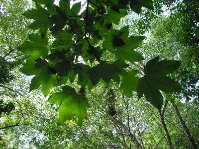 file:///home/gadget/actPAULETTE/PauletteVIGNETT400/ACERACEE/Acer%20pseudoplatanus(Erable%20sycomore)%2005-07%20feuilles.JPG