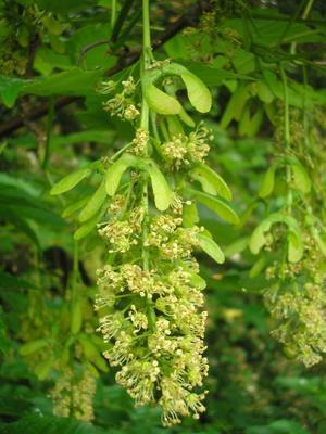 file:///home/gadget/actPAULETTE/PauletteVIGNETT400/ACERACEE/Acer%20pseudoplatanus(Erable%20sycomore)%2005-07%20fleur.JPG