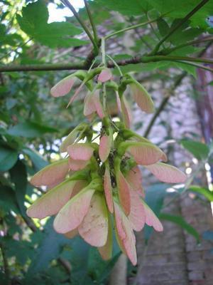 file:///home/gadget/actPAULETTE/PauletteVIGNETT400/ACERACEE/Acer%20pseudoplatanus(Erable%20sycomore)%2006-07%20fruits-ahorn.JPG