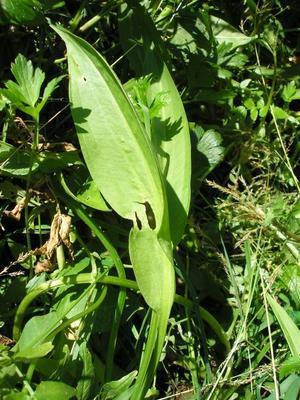 file:///media/Moby%20DisK/1%20Paulette%20FLORE%20ELECTRIQUE/Paulette%20VIGNETTES%20PAR%20FAMILLE/ALISMATACEE.M/Alisma%20plantago%20aquatica%20(Plantain%20d'eau)%2005-06%20feuille2.JPG