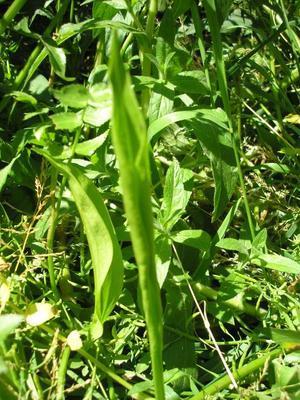file:///media/Moby%20DisK/1%20Paulette%20FLORE%20ELECTRIQUE/Paulette%20VIGNETTES%20PAR%20FAMILLE/ALISMATACEE.M/Alisma%20plantago%20aquatica%20(Plantain%20d'eau)%2005-06%20jeune%20feuille.JPG