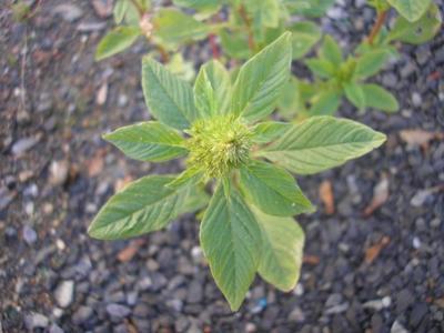 file:///media/Moby%20DisK/1%20Paulette%20FLORE%20ELECTRIQUE/Paulette%20VIGNETTES%20PAR%20FAMILLE/AMARANTHACEE/Amaranthus%20(Amaranthe)%2010-07%20fleur2.JPG