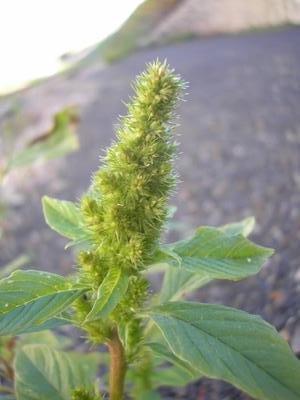 file:///media/Moby%20DisK/1%20Paulette%20FLORE%20ELECTRIQUE/Paulette%20VIGNETTES%20PAR%20FAMILLE/AMARANTHACEE/Amaranthus%20(Amaranthe)%2010-07%20fleur4.JPG