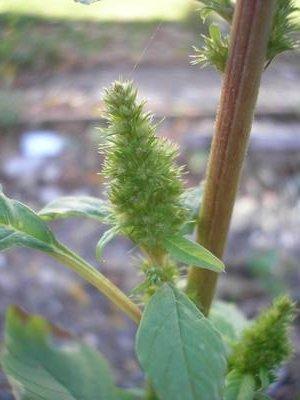 file:///media/Moby%20DisK/1%20Paulette%20FLORE%20ELECTRIQUE/Paulette%20VIGNETTES%20PAR%20FAMILLE/AMARANTHACEE/Amaranthus%20(Amaranthe)%2010-07%20fleur5.JPG