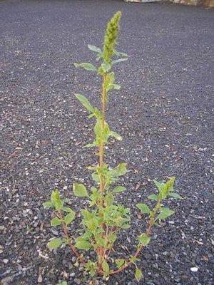 file:///media/Moby%20DisK/1%20Paulette%20FLORE%20ELECTRIQUE/Paulette%20VIGNETTES%20PAR%20FAMILLE/AMARANTHACEE/Amaranthus%20(Amaranthe)%2010-07%20plante.JPG