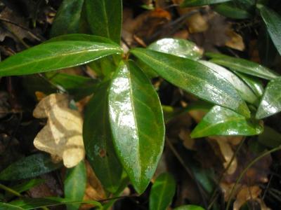 file:///home/gadget/actPAULETTE/PauletteVIGNETT400/APOCYNACEE/Vinca.minor.Petitepervenche%2002.09flle3.jpg
