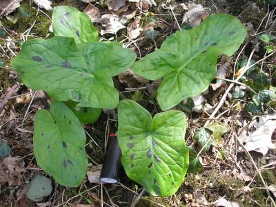 file:///media/Moby%20DisK/1%20Paulette%20FLORE%20ELECTRIQUE/Paulette%20VIGNETTES%20PAR%20FAMILLE/ARACEE.M/Arum%2004-06%20plante2.JPG