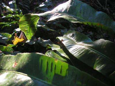 file:///home/gadget/actPAULETTE/PauletteVIGNETT400/ASPLENIACEE/Phyllitis.scolopendrium.Sclolopendre%2010.07flle3.JPG