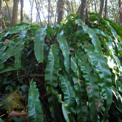 file:///home/gadget/actPAULETTE/PauletteVIGNETT400/ASPLENIACEE/Phyllitis.scolopendrium.Sclolopendre%2010.07p5.JPG
