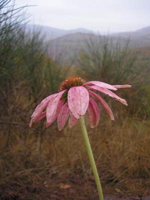 file:///home/gadget/actPAULETTE/PauletteVIGNETT400/ASTERACEE/Echinacea%20purpurea%20magnus%2009-08%20fl.jpg