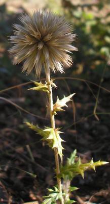 file:///media/Moby%20DisK/1%20Paulette%20FLORE%20ELECTRIQUE/Paulette%20VIGNETTES%20PAR%20FAMILLE/ASTERACEE/Echinops%20(ritro)%2008-07%20plante3.JPG