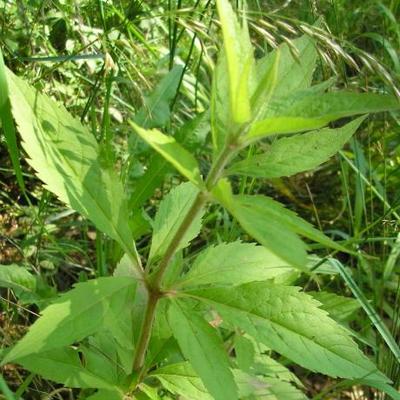 file:///home/gadget/actPAULETTE/PauletteVIGNETT400/ASTERACEE/Eupatorium%20canabinum%20(Eupatoire%20chanvrine)%2006-08%20flle2.JPG