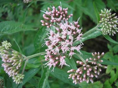 file:///media/Moby%20DisK/1%20Paulette%20FLORE%20ELECTRIQUE/Paulette%20VIGNETTES%20PAR%20FAMILLE/ASTERACEE/Eupatorium%20canabinum%20(Eupatoire%20chanvrine)%2007-06%20fleur1.JPG